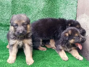 1-3 months Female Purebred German Shepherd