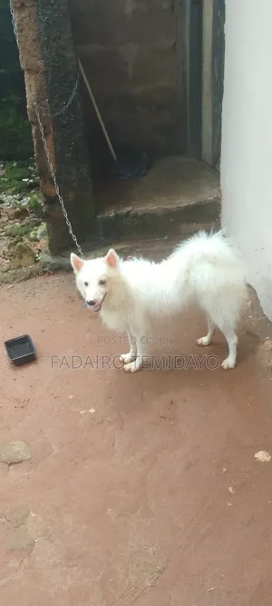 6-12 months Female Purebred American Eskimo