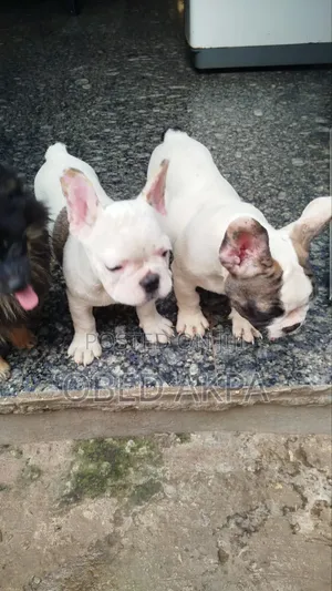 3-6 months Male Purebred French Bulldog