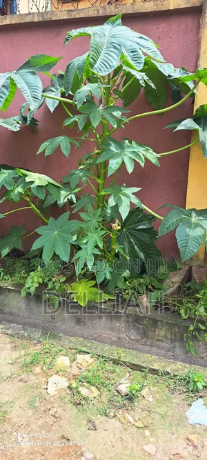 Castor Leaves and Roots