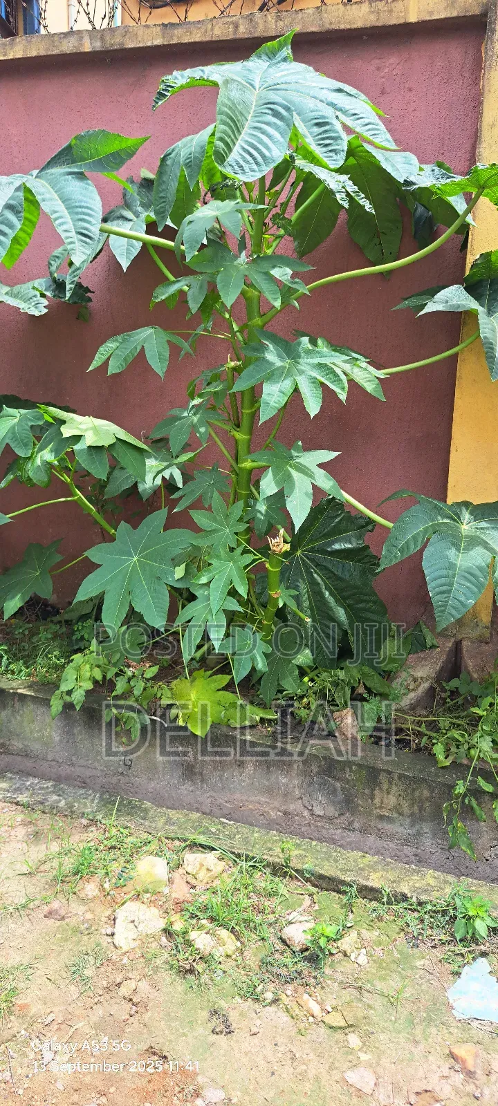 Castor Leaves and Roots
