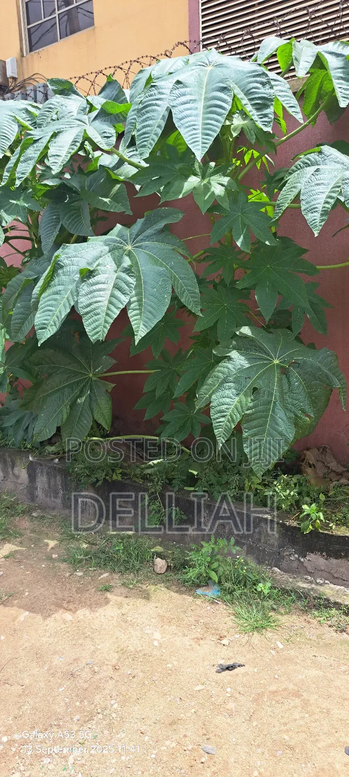 Castor Leaves and Roots