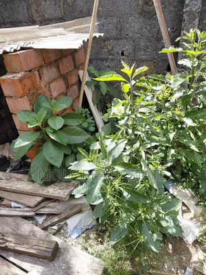 50ft by 100ft Plot Mawuko Funab Odeda Ogun State