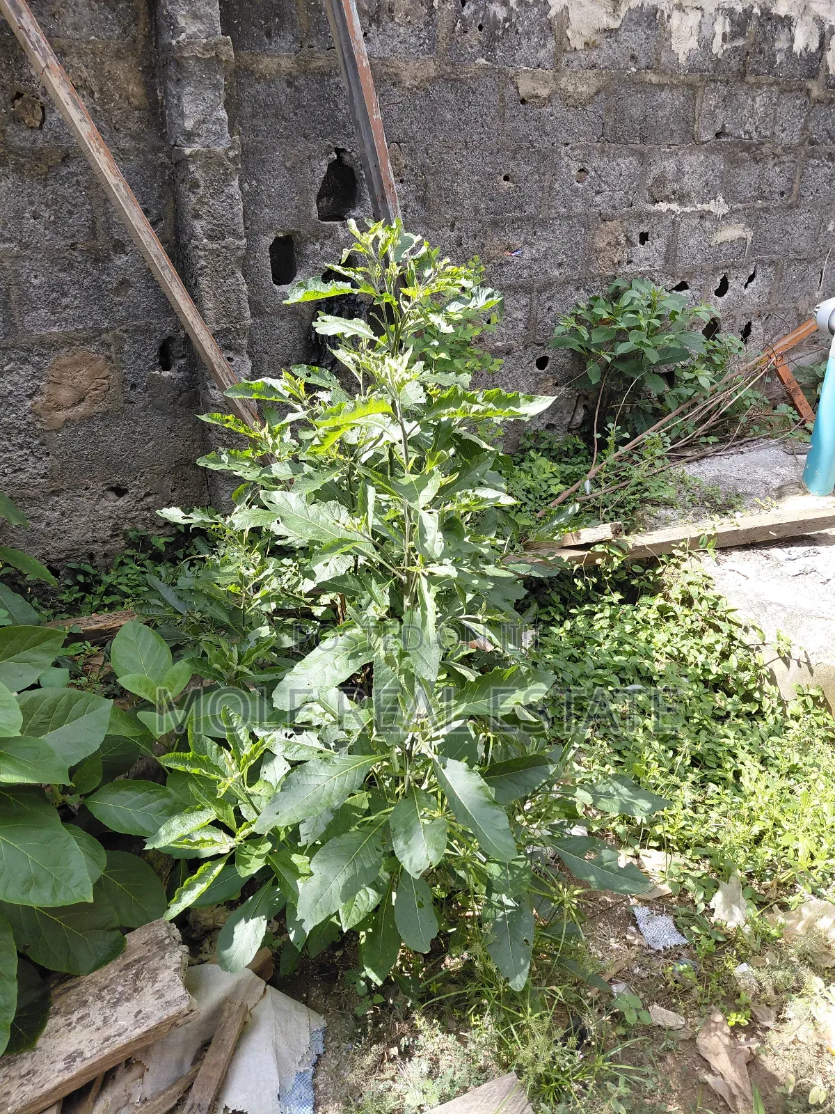 50ft by 100ft Plot Mawuko Funab Odeda Ogun State