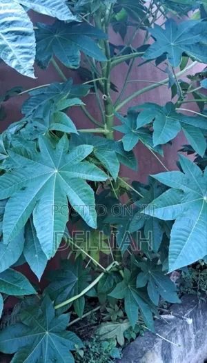 Castor Leaves and Roots