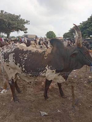 Big Healthy Cows in Owerri - Farm Animals, Ali Farms | Jiji.ng