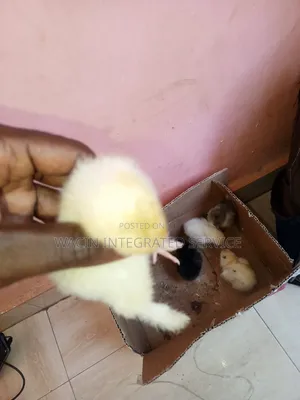 Brahma, Cochin Chicks