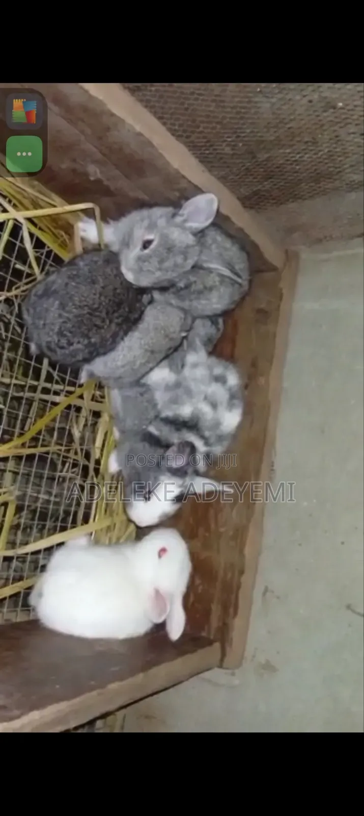 Rabbit for Sale