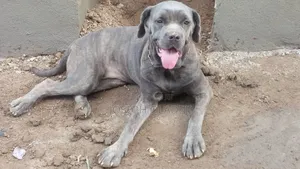 1+ year Female Purebred Cane Corso