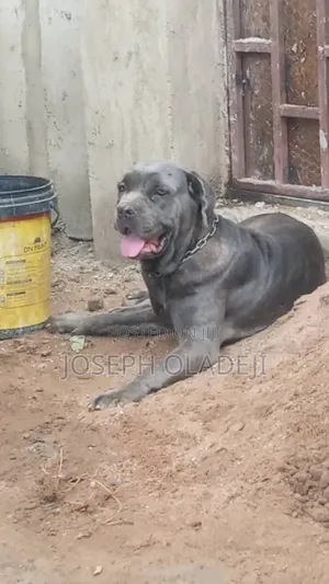 1+ year Female Purebred Cane Corso