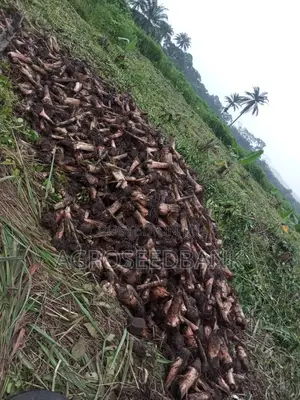 Hybrid Plantain Suckers