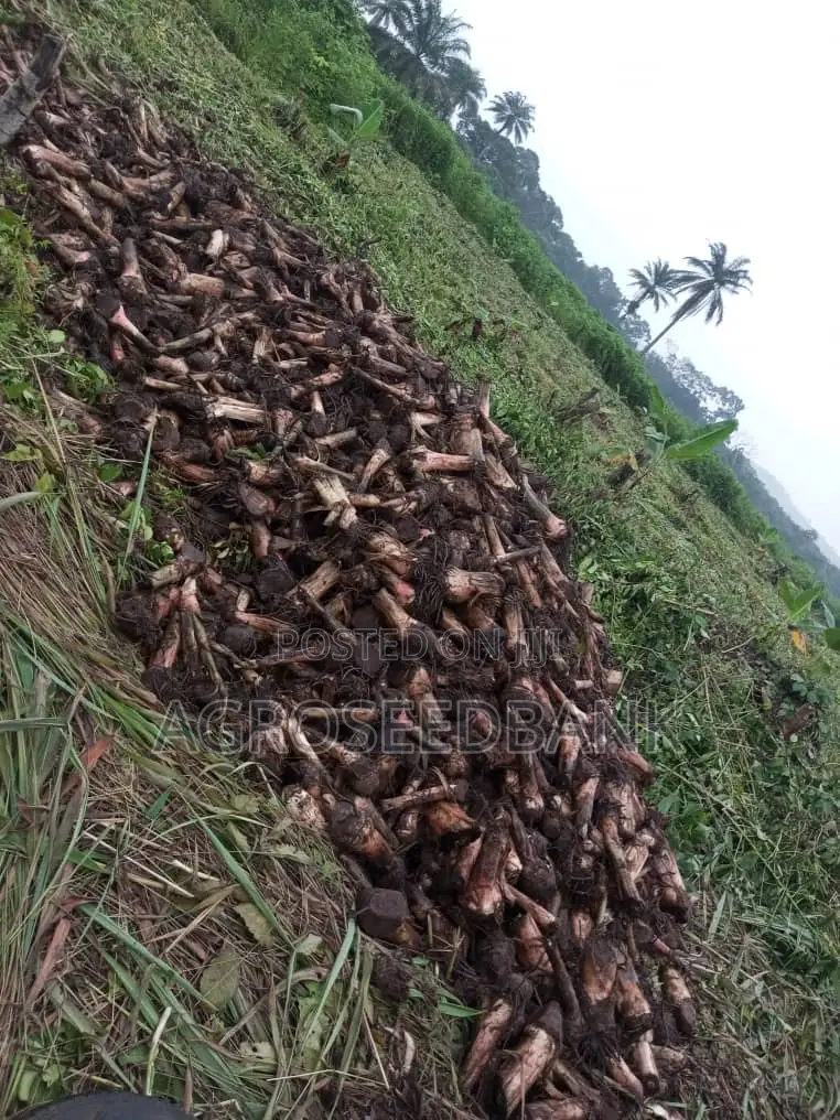 Hybrid Plantain Suckers