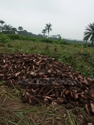 Hybrid Plantain Suckers