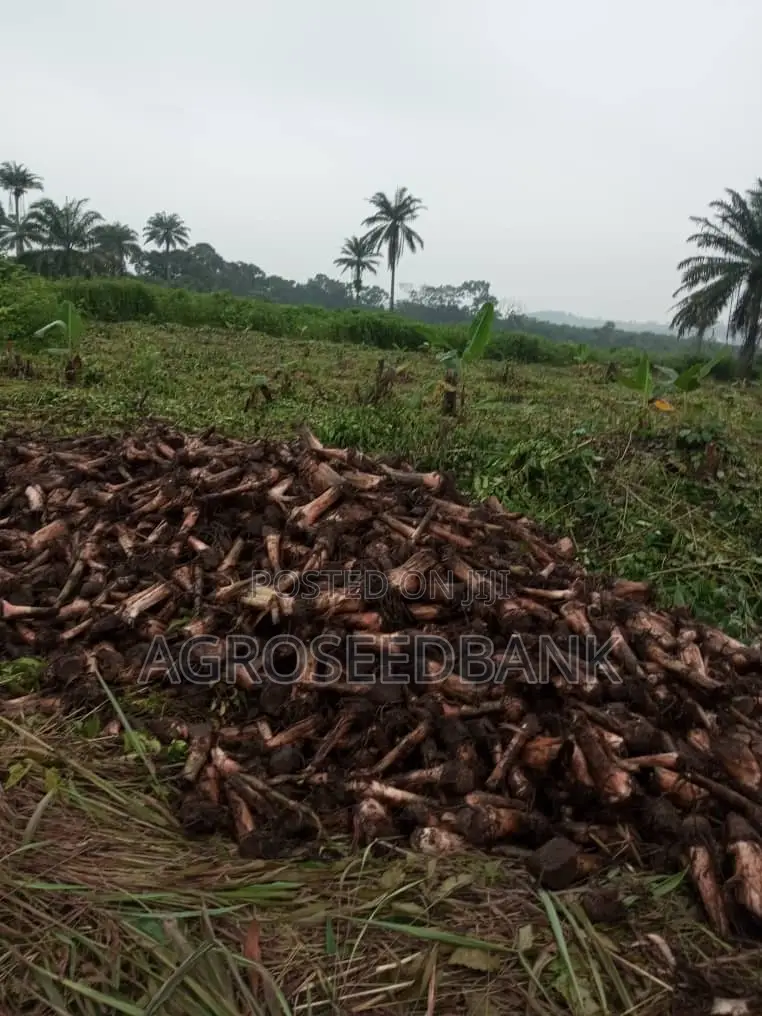 Hybrid Plantain Suckers