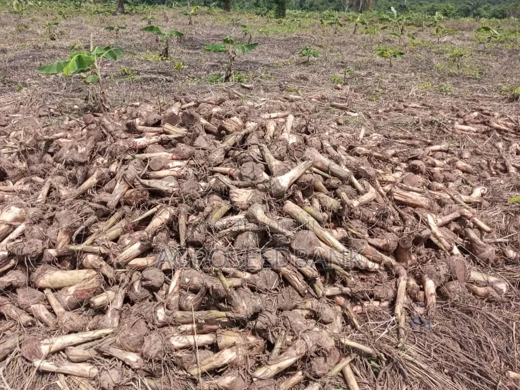 Hybrid Plantain Suckers