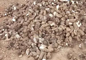 Hybrid Yam Setts/ Seeds