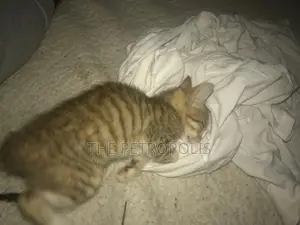 1-3 months Female Purebred Exotic