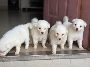1-3 months Male Purebred American Eskimo