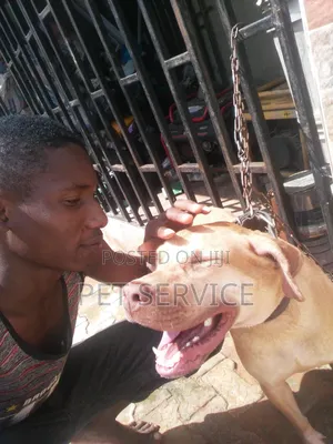 Pet Sitting/Dog Caretaker