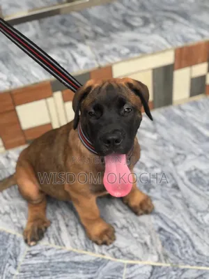1-3 months Female Purebred Boerboel