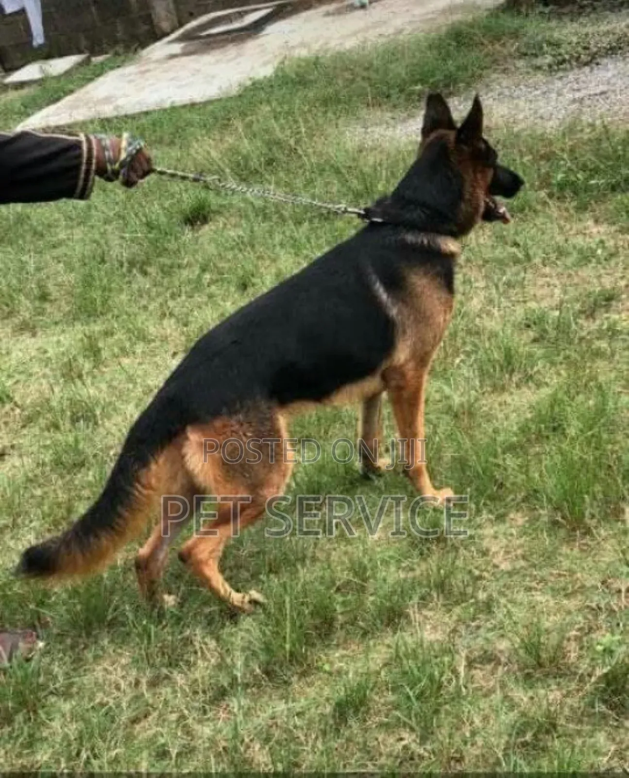 Pet Sitting/Dog Caretaker