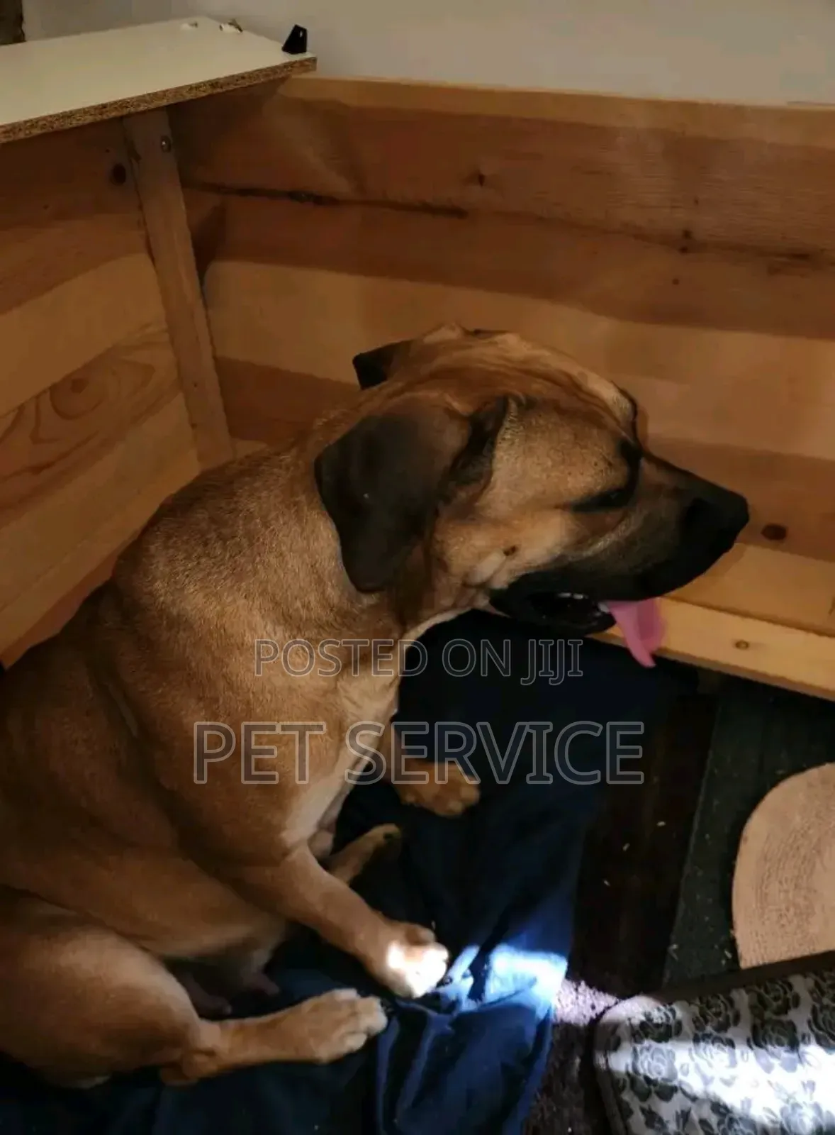 Pet Sitting/Dog Caretaker