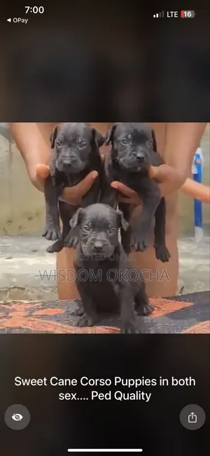 0-1 month Female Purebred Cane Corso