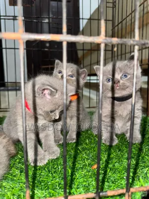 0-1 month Male Purebred American Shorthair