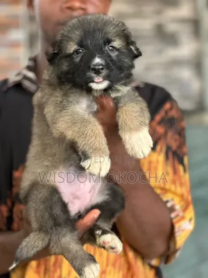1-3 months Female Purebred Caucasian Shepherd