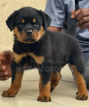 1-3 months Male Purebred Rottweiler