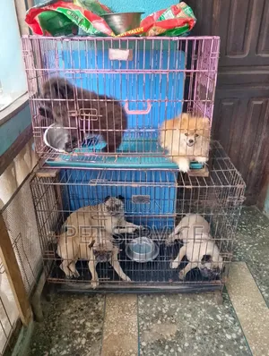 Pet Hotel/Dog Boarding