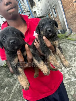1-3 months Female Purebred German Shepherd