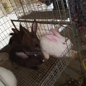 Quality Hyla Rabbit Weaners