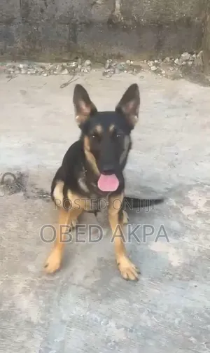 1+ year Female Purebred German Shepherd