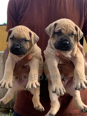 1-3 months Female Purebred Boerboel
