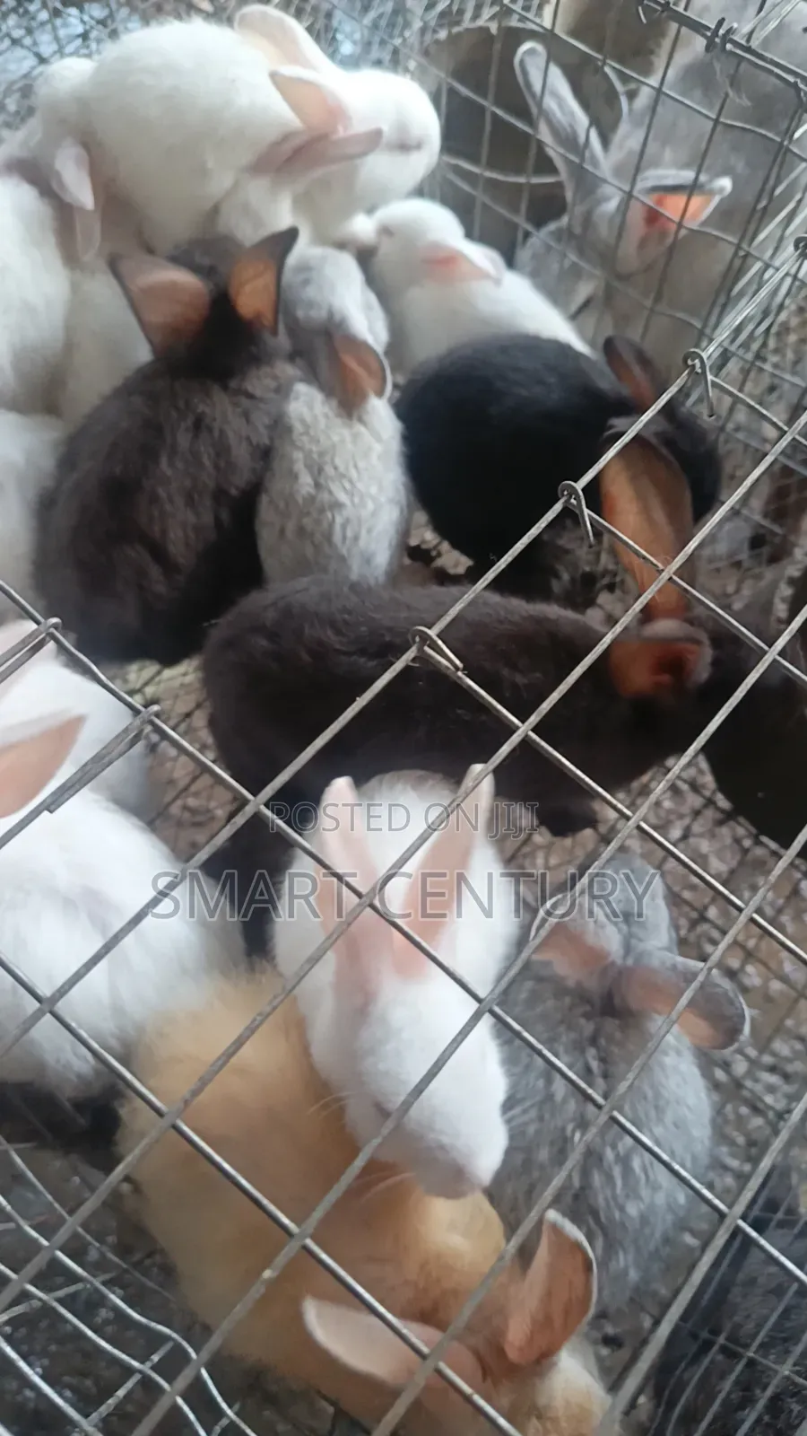 Rabbit Winners in Bulk