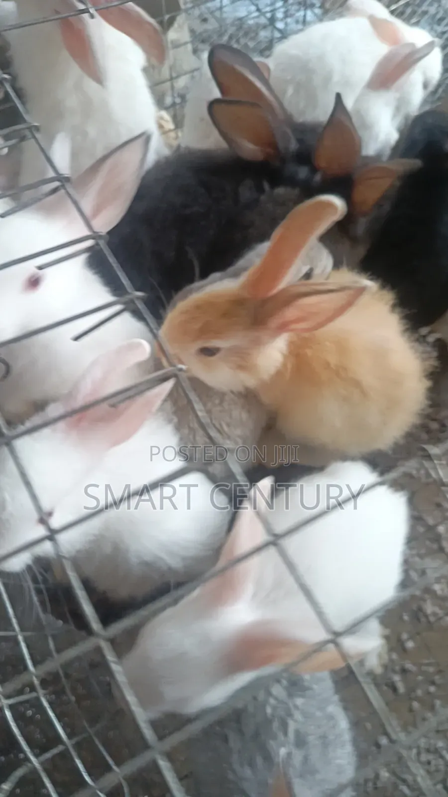 Rabbit Winners in Bulk