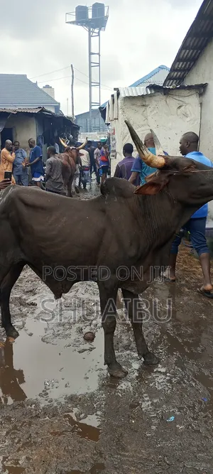 Life Goats Rams and Cows Cheap