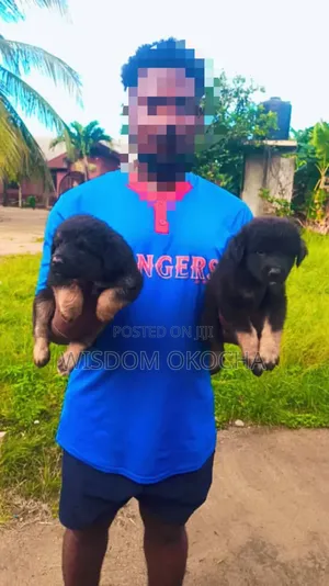 1-3 months Female Purebred German Shepherd