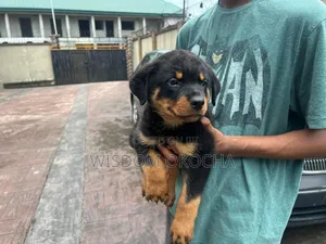 1-3 months Male Purebred Rottweiler