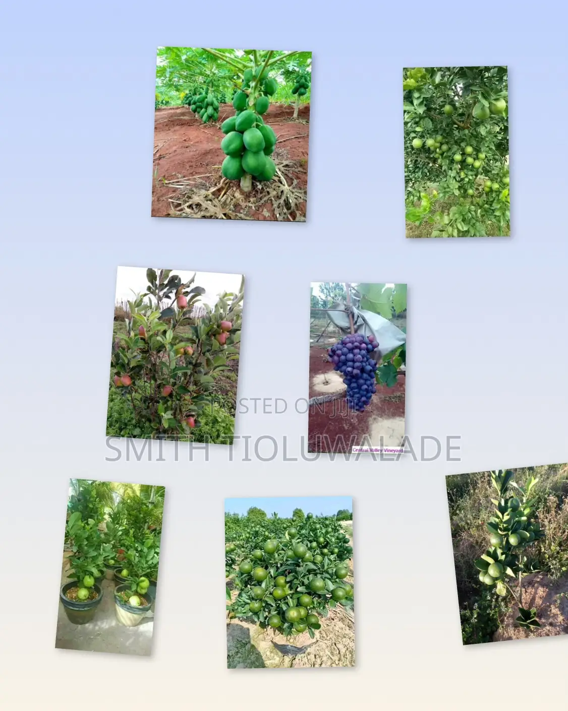 Hybrid Fruit Tree Seedlings
