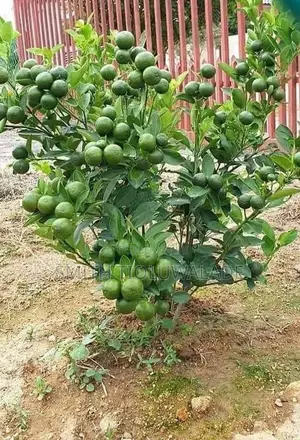 Hybrid Fruit Tree Seedlings