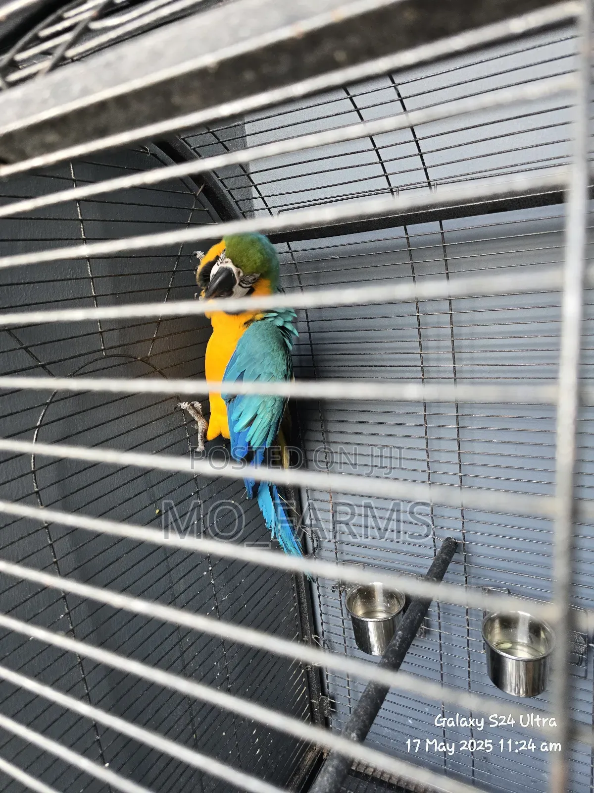 Maccaw Birds