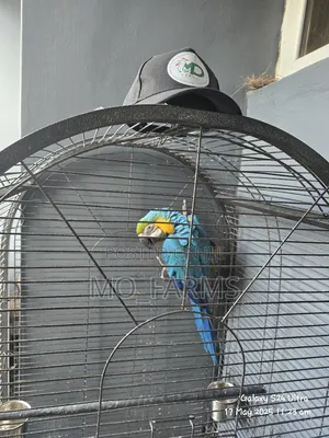 Maccaw Birds