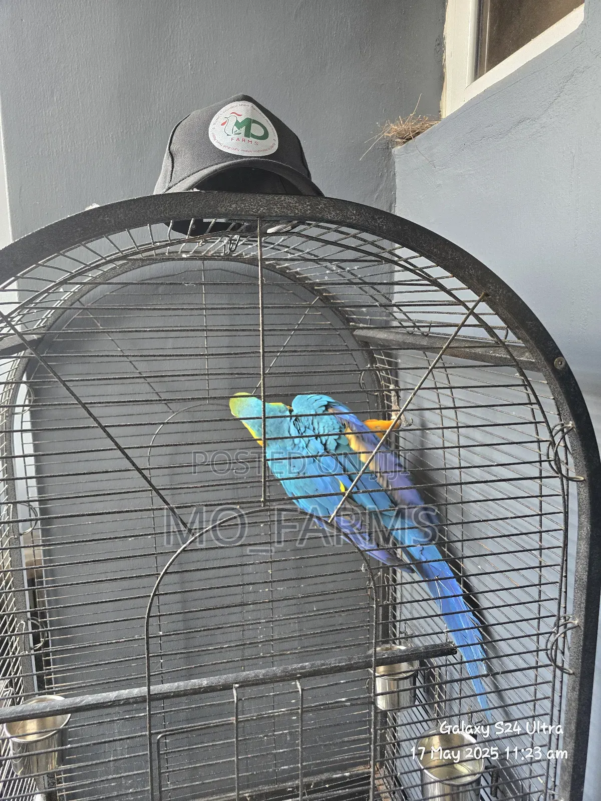 Maccaw Birds