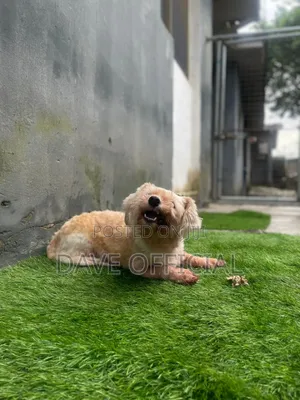 1+ year Female Purebred Lhasa Apso