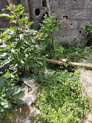 25 Acers Fenced Facing Lagos Ibadan by Redeemed Camp