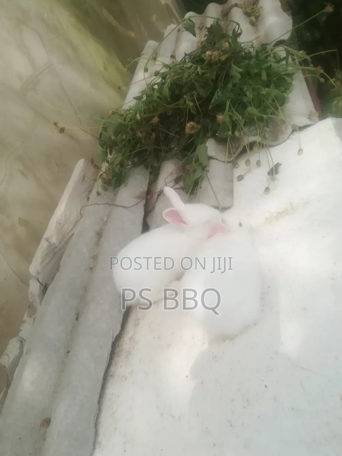 Rabbit Available in Different Breeds