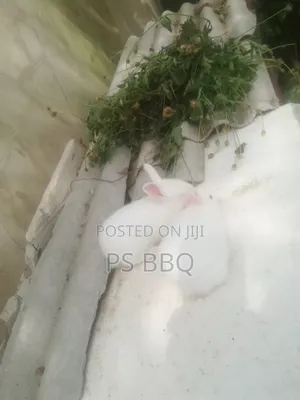 Rabbit Available in Different Breeds