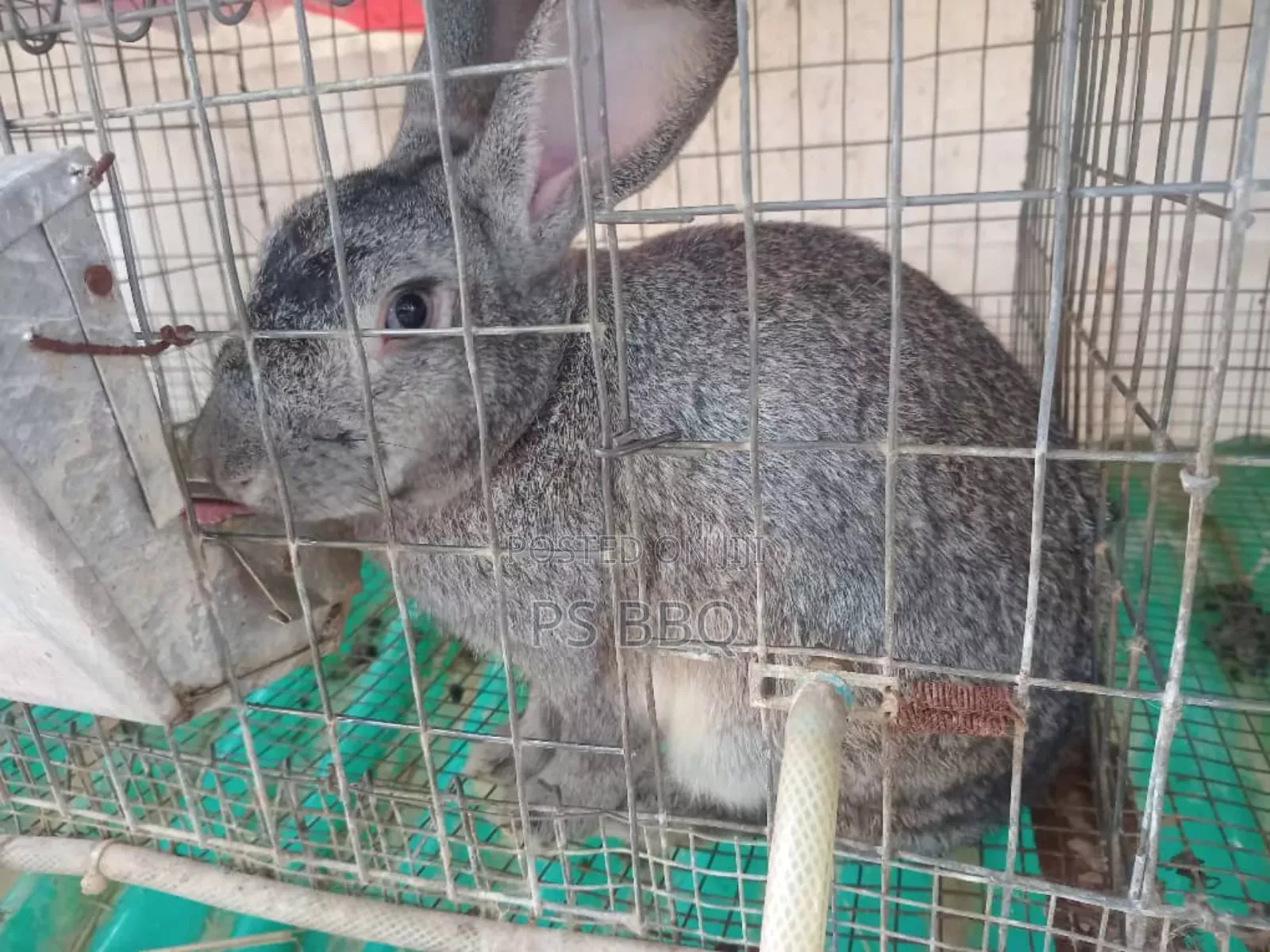 Rabbit Available in Different Breeds